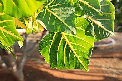 《异形：火力小队》12月14日登陆Xbox Game Pass